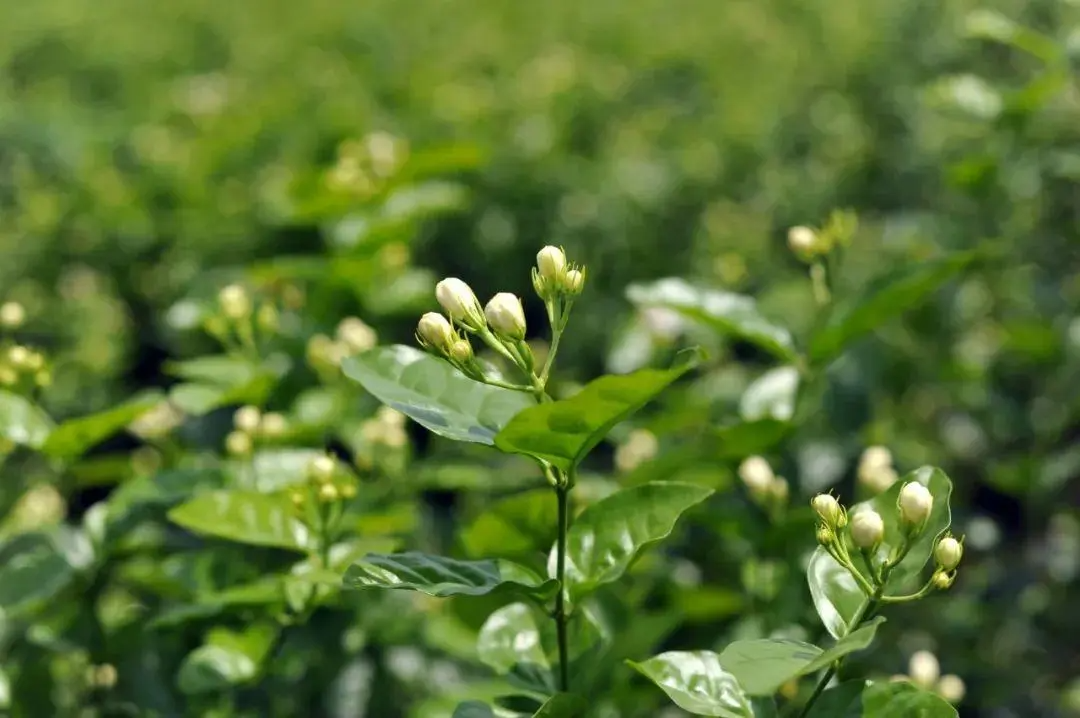 茉莉花茶产地是什么？