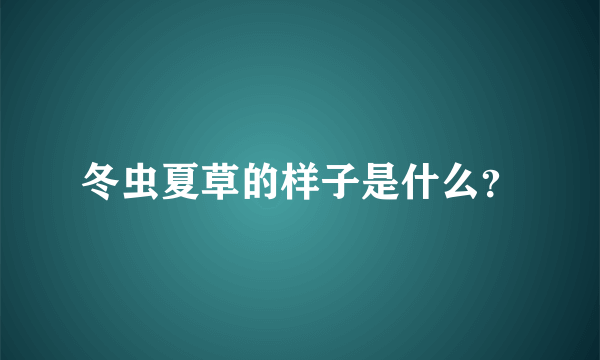 冬虫夏草的样子是什么？