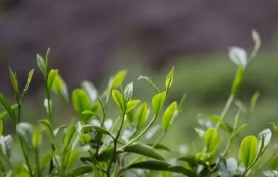 描写谷雨的唯美句子