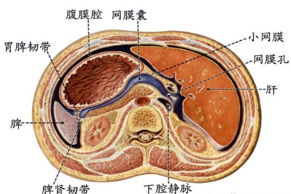 腹膜名词解释