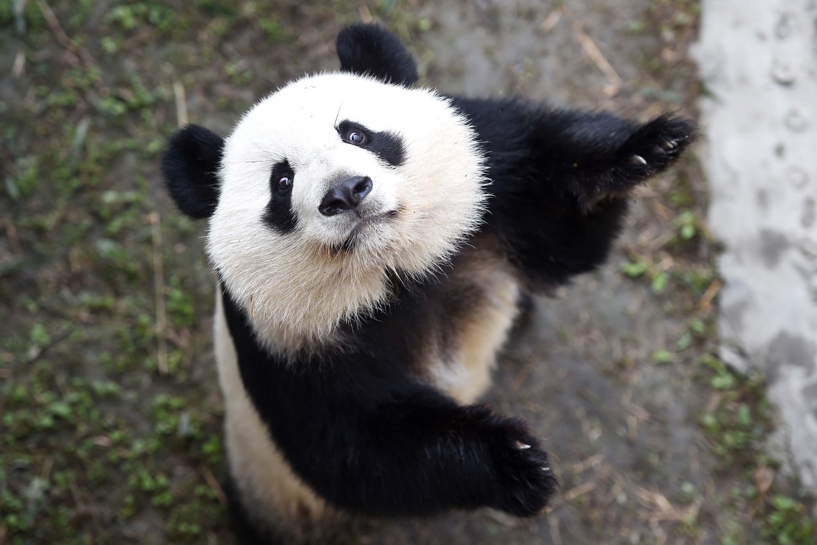 大熊猫因长相潦草走红，两只耳朵像散开的丸子头，与普通熊猫有何不同？