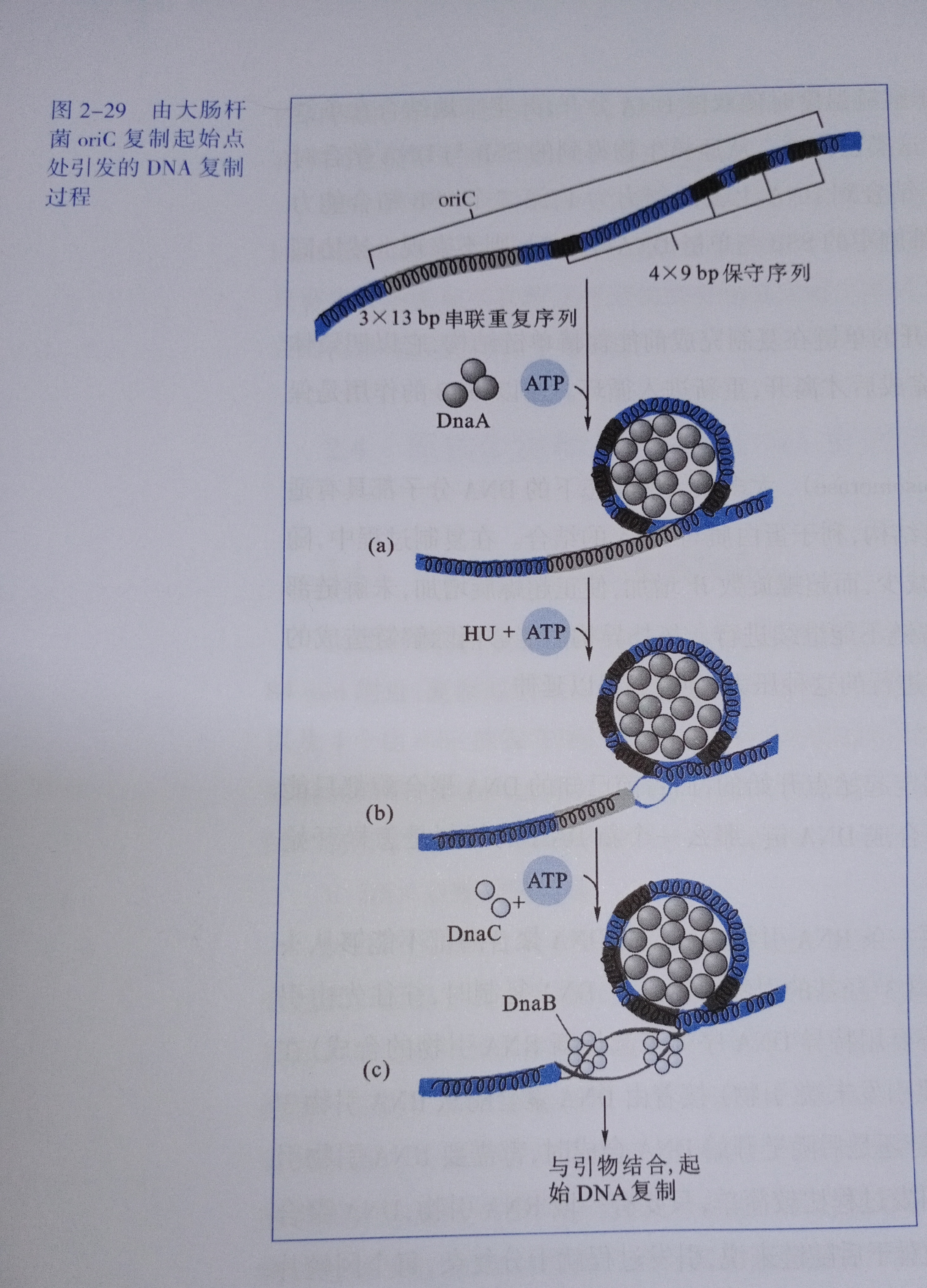 DNA复制的过程是怎样的？