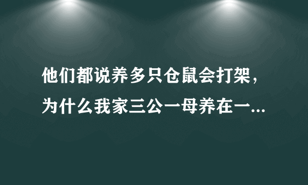 他们都说养多只仓鼠会打架，为什么我家三公一母养在一笼中却不打架？