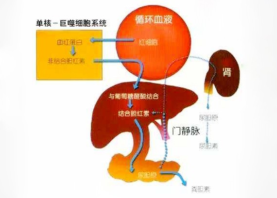 简述结合胆红素与未结合胆红素有哪些区别