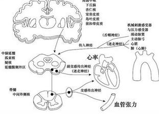 血管迷走神经性晕厥的临床表现