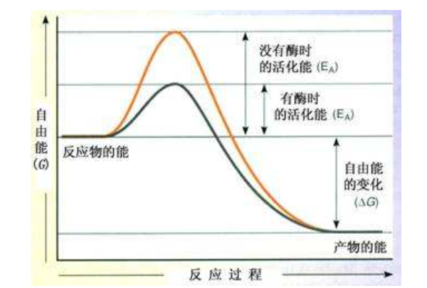 化学反应的活化能越大，反应速率却大，是否正确