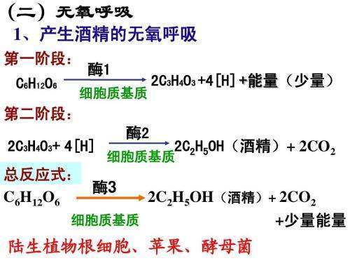 无氧呼吸来自的反应式