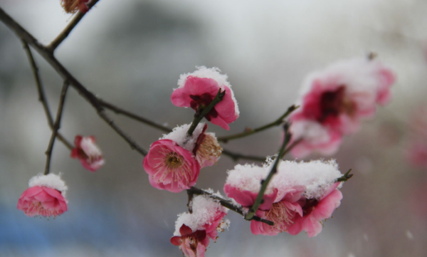 梅须逊雪三分白 雪却输梅一段香体现什么哲理