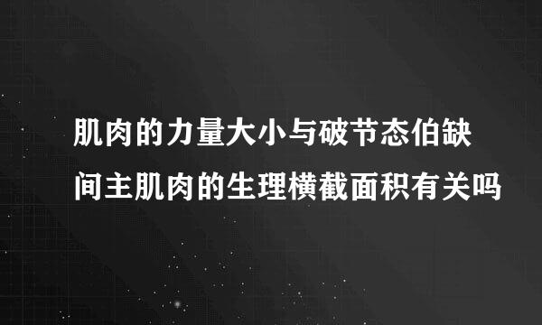 肌肉的力量大小与破节态伯缺间主肌肉的生理横截面积有关吗