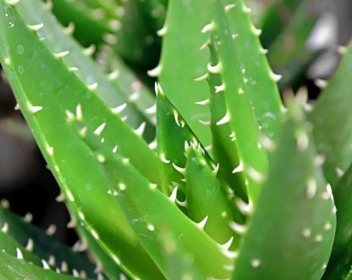 芦荟的英文究竟是aloe还是aloe vera?