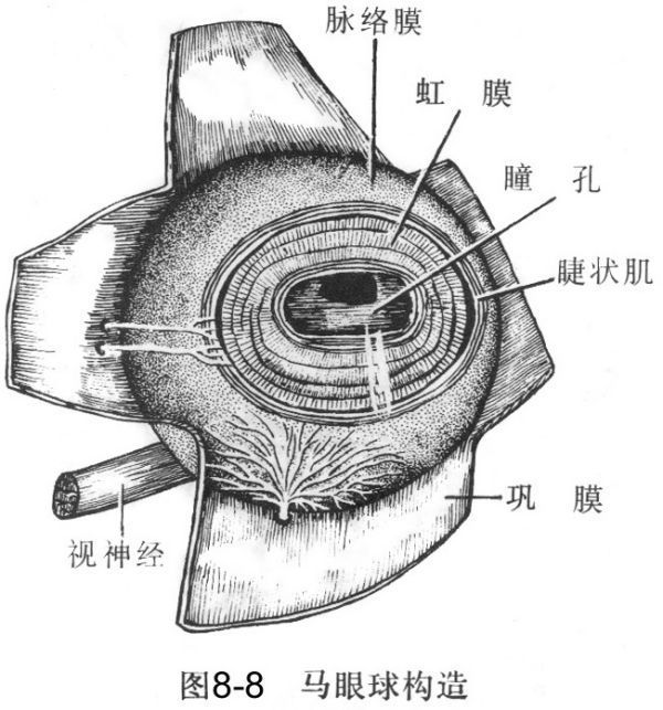 睫状体的作用