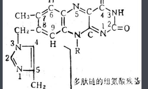 琥珀酸脱氢酶的作用极其竞争性抑来自制的实验结果分析是什么？