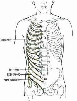 胸骨角来自的解剖位置