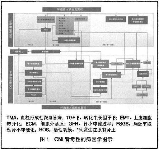 钙调蛋白的简介