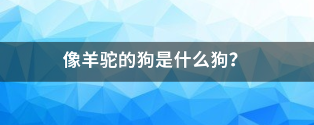 像羊驼的狗是什么狗？