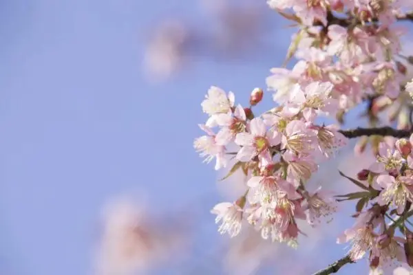 从指尖传出些风伯受积破某的热情2未增删翻译樱花