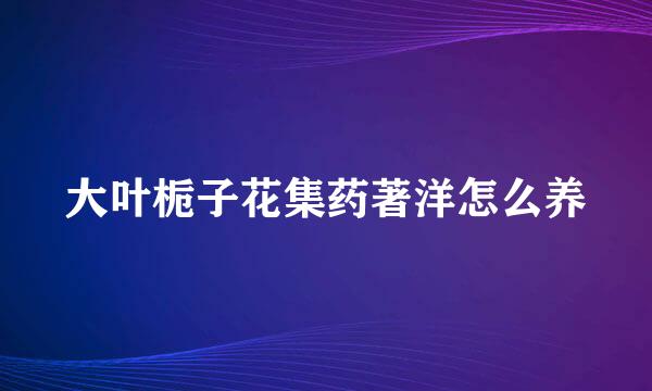 大叶栀子花集药著洋怎么养