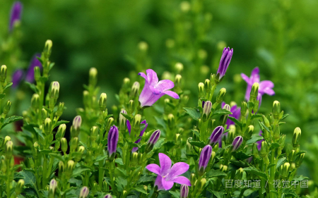 黄风铃花的花语和寓意