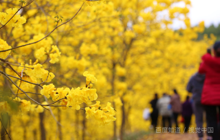 黄风铃花的花语和寓意