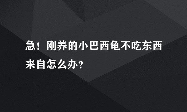 急！刚养的小巴西龟不吃东西来自怎么办？