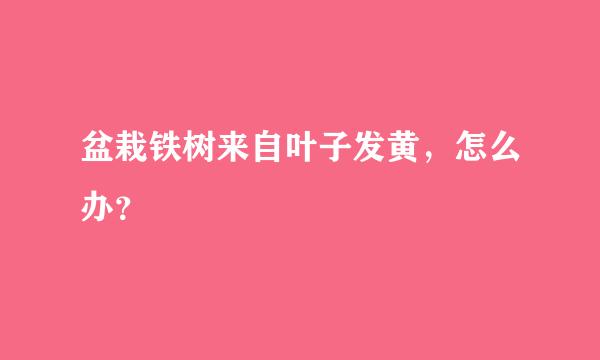 盆栽铁树来自叶子发黄，怎么办？