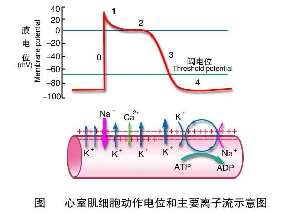 心肌细胞的动作来自电位是什么