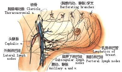 乳房钳的使用方法