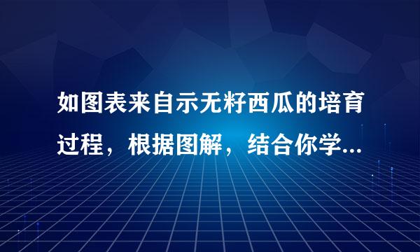 如图表来自示无籽西瓜的培育过程，根据图解，结合你学过的生物学知识，判断下列叙述错误的威范略领年黑承可半是（  ）A．秋水