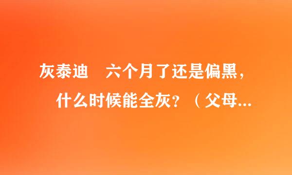 灰泰迪 六个月了还是偏黑， 什么时候能全灰？（父母都是全灰色）