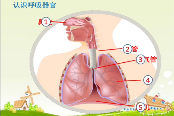 rer医学上是什么意思