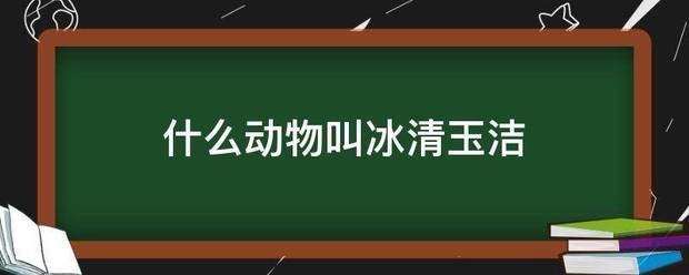 什么动物叫冰清玉洁