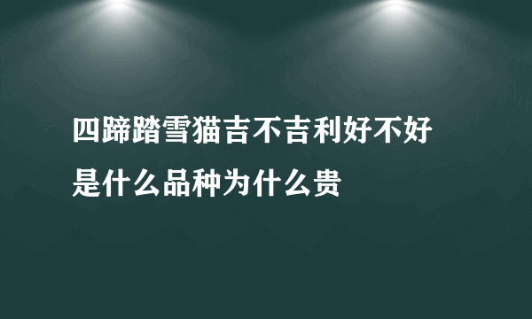 四蹄踏雪猫吉不吉利好不好 是什么品种为什么贵