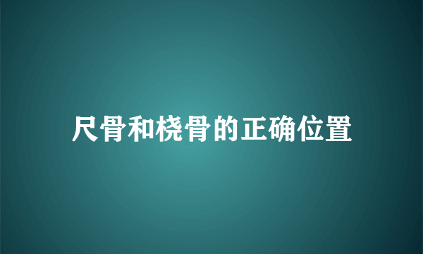 尺骨和桡骨的正确位置