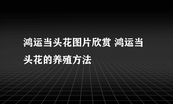 鸿运当头花图片欣赏 鸿运当头花的养殖方法