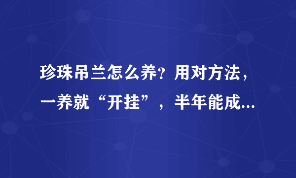 珍珠吊兰怎么养？用对方法，一养就“开挂”，半年能成“绿瀑布”