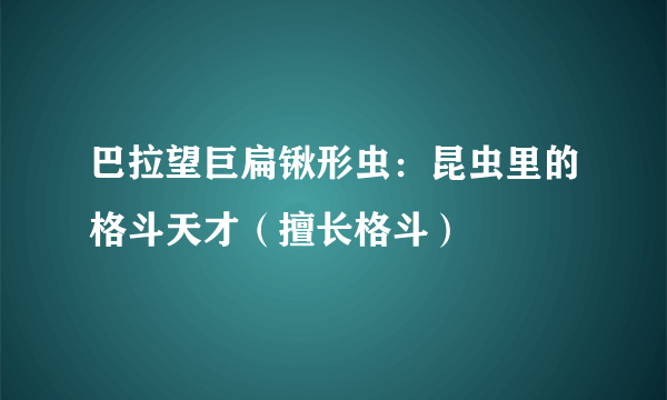 巴拉望巨扁锹形虫：昆虫里的格斗天才（擅长格斗）