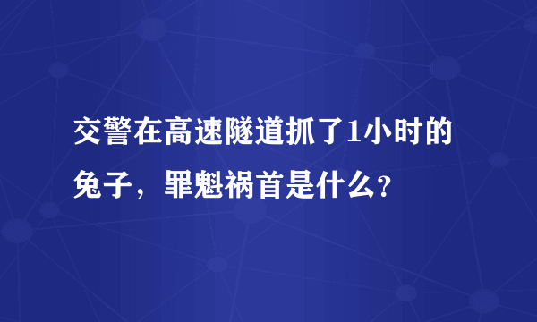 交警在高速隧道抓了1小时的兔子，罪魁祸首是什么？