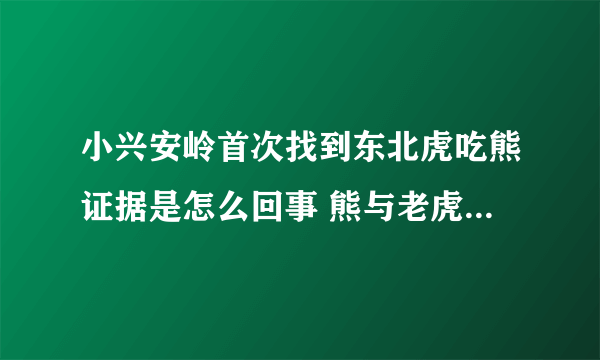 小兴安岭首次找到东北虎吃熊证据是怎么回事 熊与老虎哪个厉害