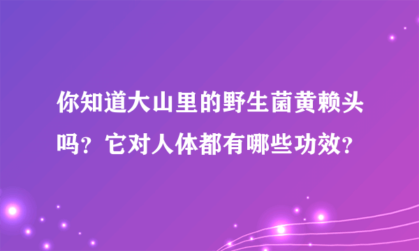 你知道大山里的野生菌黄赖头吗？它对人体都有哪些功效？