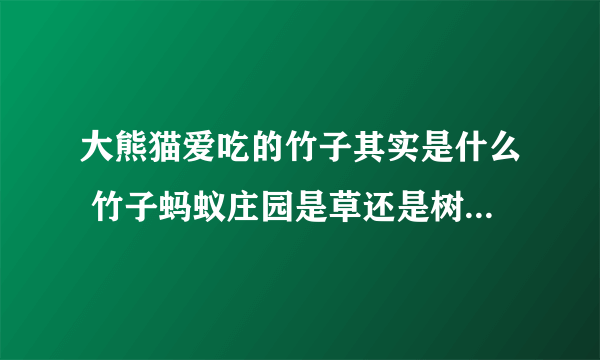 大熊猫爱吃的竹子其实是什么 竹子蚂蚁庄园是草还是树12.12