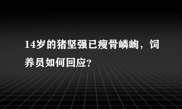 14岁的猪坚强已瘦骨嶙峋，饲养员如何回应？