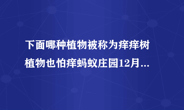 下面哪种植物被称为痒痒树 植物也怕痒蚂蚁庄园12月13日答案