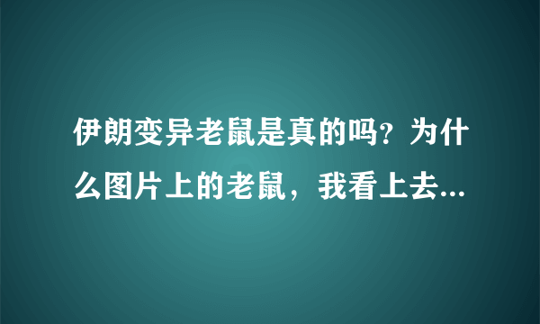 伊朗变异老鼠是真的吗？为什么图片上的老鼠，我看上去没那么大？我的家兔子才4斤不是公斤，都图片上的大