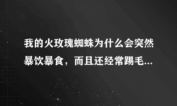 我的火玫瑰蜘蛛为什么会突然暴饮暴食，而且还经常踢毛，一摸它，它就摆出捕食要攻击人的动作，这是为什么