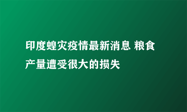 印度蝗灾疫情最新消息 粮食产量遭受很大的损失