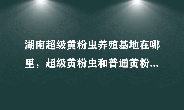 湖南超级黄粉虫养殖基地在哪里，超级黄粉虫和普通黄粉虫有什么区别？