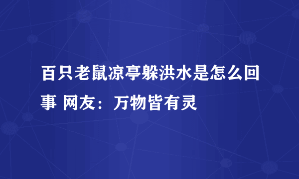 百只老鼠凉亭躲洪水是怎么回事 网友：万物皆有灵