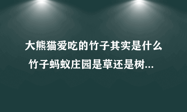 大熊猫爱吃的竹子其实是什么 竹子蚂蚁庄园是草还是树12.12