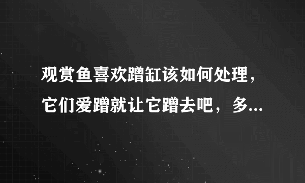 观赏鱼喜欢蹭缸该如何处理，它们爱蹭就让它蹭去吧，多大点事！