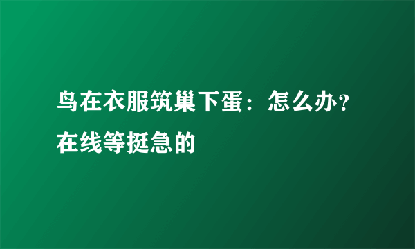 鸟在衣服筑巢下蛋：怎么办？在线等挺急的